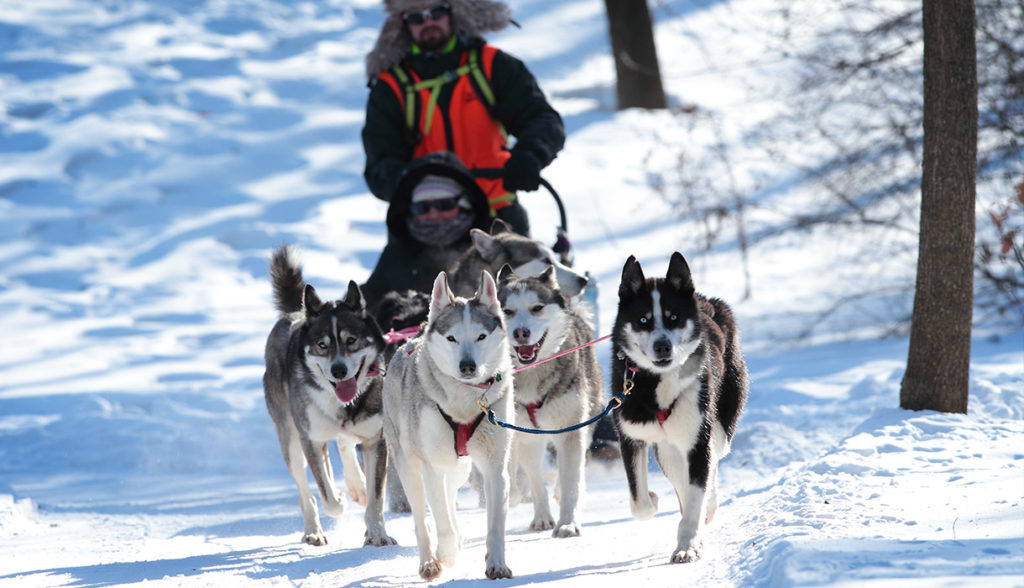 tour-de-traineau-a-chiens-fete-des-neiges-de-montreal-2019