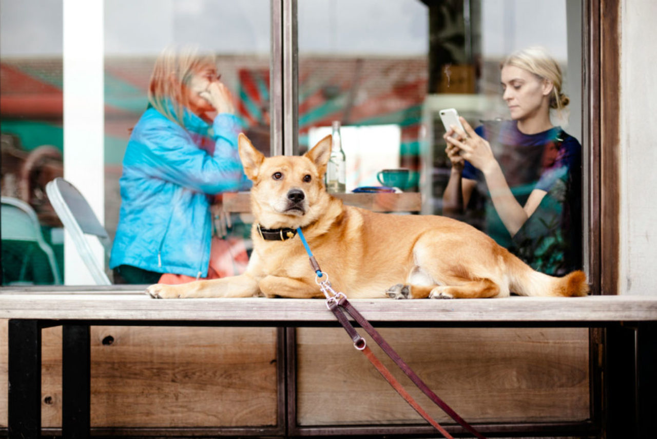 women-having-coffee-dog-forfront-ross-sokolovski-167993-unsplash