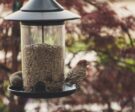 Photo Birds-at-feeder-by Brett Sayles from Pexels