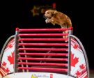 brown-dog-jumping-over-hurdle-at-superdog-show